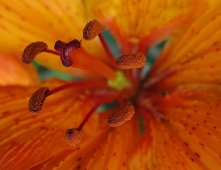 oranger Blütenstempel (Bitte hier klicken um dieses Bild in seiner vollen Größe zu betrachten)
