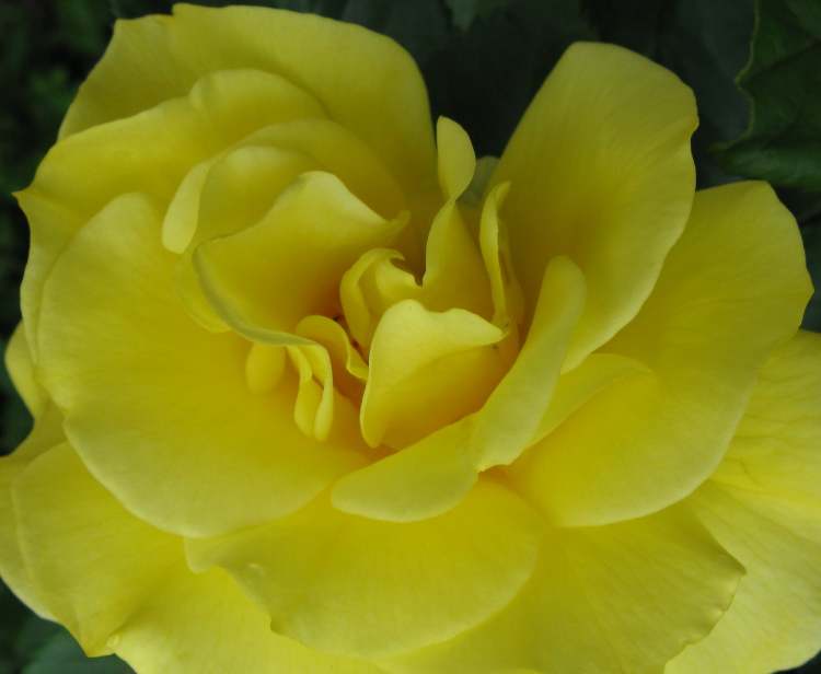 Eine wunderschöne gelbe Blüte (Bitte hier klicken um dieses Bild in seiner vollen Größe zu betrachten)