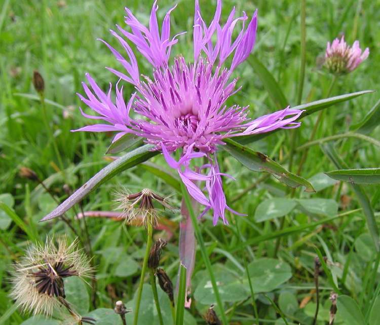 Blüte Wegwarte (Bitte hier klicken um dieses Bild in seiner vollen Größe zu betrachten)