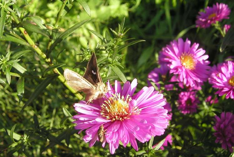 Blüte mit kleinem Schmetterling (Bitte hier klicken um dieses Bild in seiner vollen Größe zu betrachten)