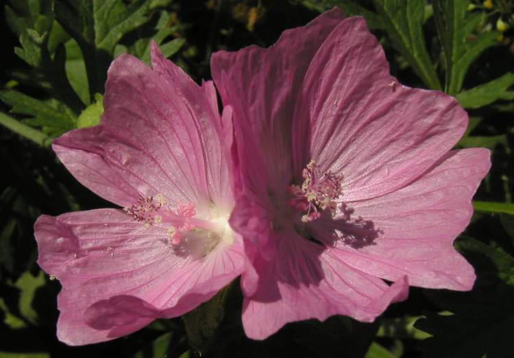 Blüten im Abendschatten (Bitte hier klicken um dieses Bild in seiner vollen Größe zu betrachten)