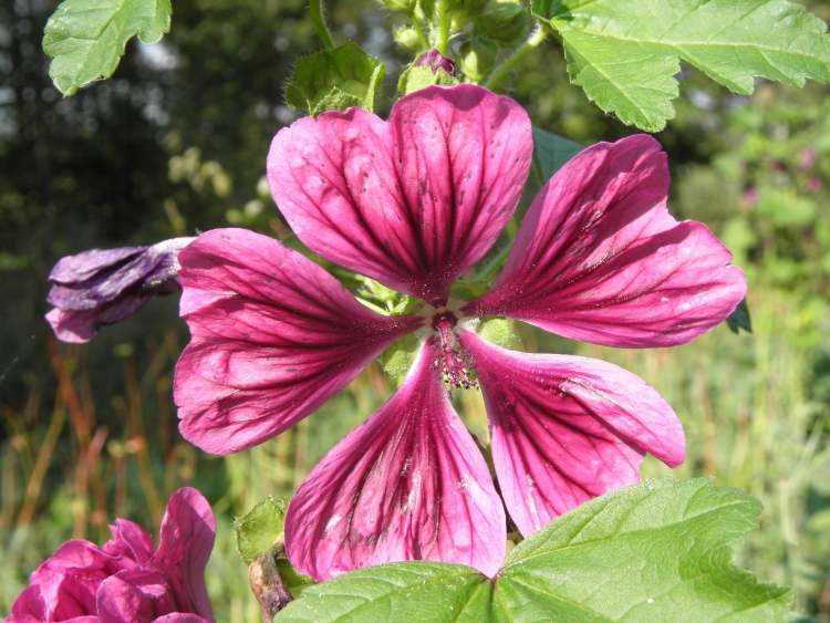 Blüte in der Wildnis (Bitte hier klicken um dieses Bild in seiner vollen Größe zu betrachten)