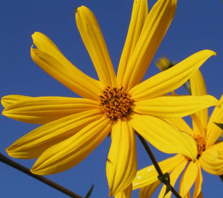 Eine Blüte erobert den Himmel für sich (Bitte hier klicken um dieses Bild in seiner vollen Größe zu betrachten)