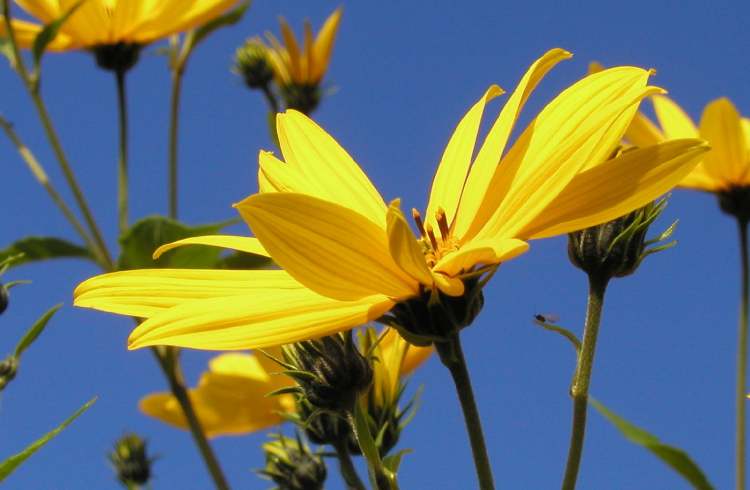 Blüte öffnet sich dem Himmel (Bitte hier klicken um dieses Bild in seiner vollen Größe zu betrachten)