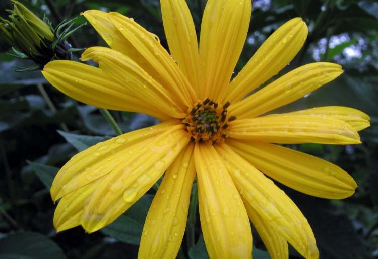 Blüte nach Regen (Bitte hier klicken um dieses Bild in seiner vollen Größe zu betrachten)