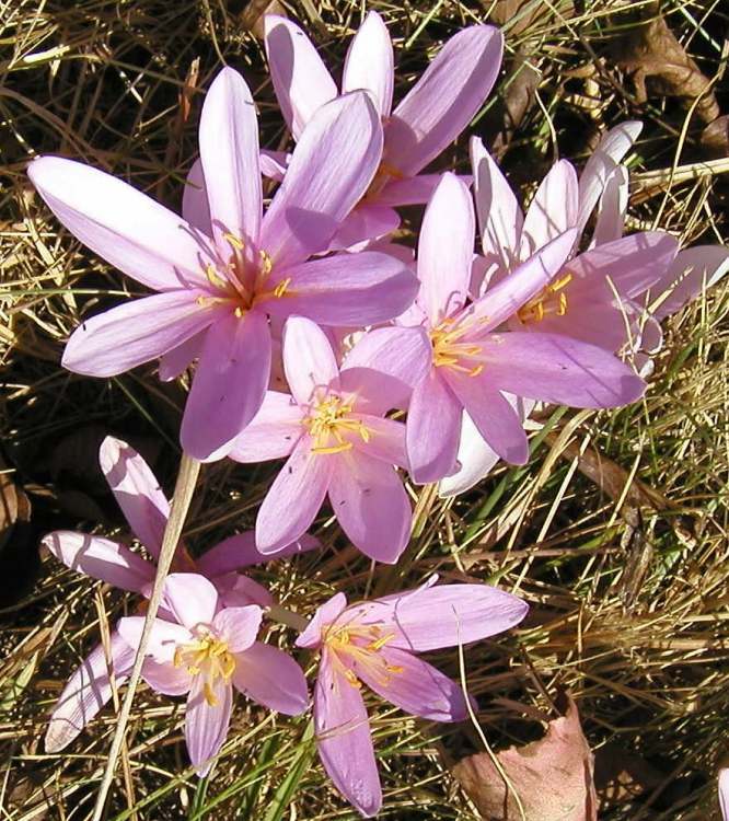 Erste Blüten im Frühling (Bitte hier klicken um dieses Bild in seiner vollen Größe zu betrachten)