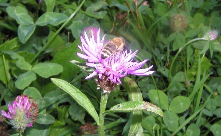 eine Biene in der Wiese (Bitte hier klicken um dieses Bild in seiner vollen Größe zu betrachten)