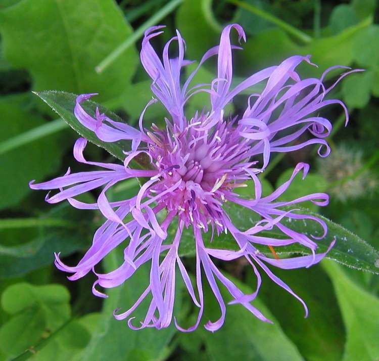 filigrane Blüte (Bitte hier klicken um dieses Bild in seiner vollen Größe zu betrachten)