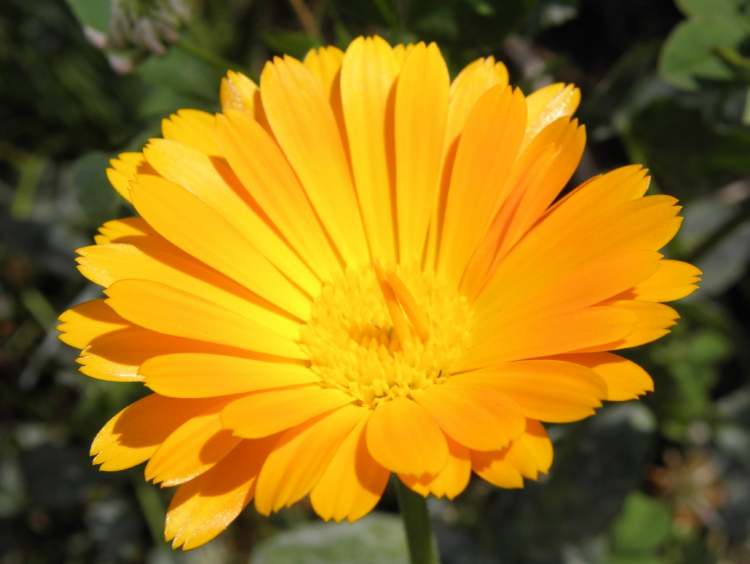 satte orange Blüte (Bitte hier klicken um dieses Bild in seiner vollen Größe zu betrachten)