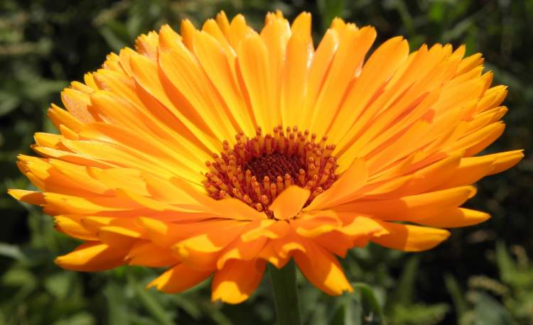 Calendula Blüte (Bitte hier klicken um dieses Bild in seiner vollen Größe zu betrachten)
