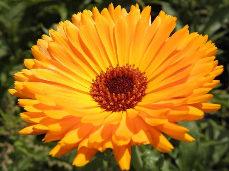 orange Blüte (Bitte hier klicken um dieses Bild in seiner vollen Größe zu betrachten)