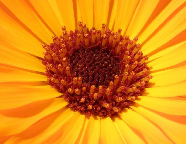 das Zentrum der Blüte (Bitte hier klicken um dieses Bild in seiner vollen Größe zu betrachten)