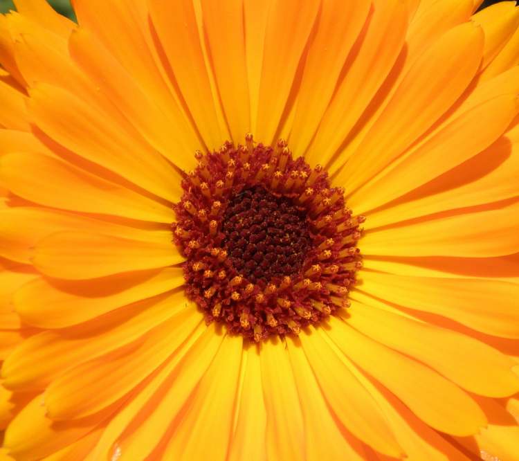pralle Blütenansicht (Bitte hier klicken um dieses Bild in seiner vollen Größe zu betrachten)
