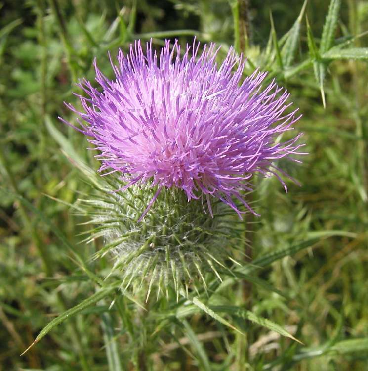 Mariendistel strahlt aus sich selbst (Bitte hier klicken um dieses Bild in seiner vollen Größe zu betrachten)