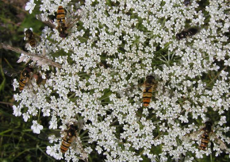 Wespen auf kleinen weißen Blüten (Bitte hier klicken um dieses Bild in seiner vollen Größe zu betrachten)
