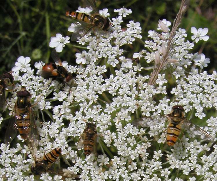 Wespen auf weißen Blütchen (Bitte hier klicken um dieses Bild in seiner vollen Größe zu betrachten)