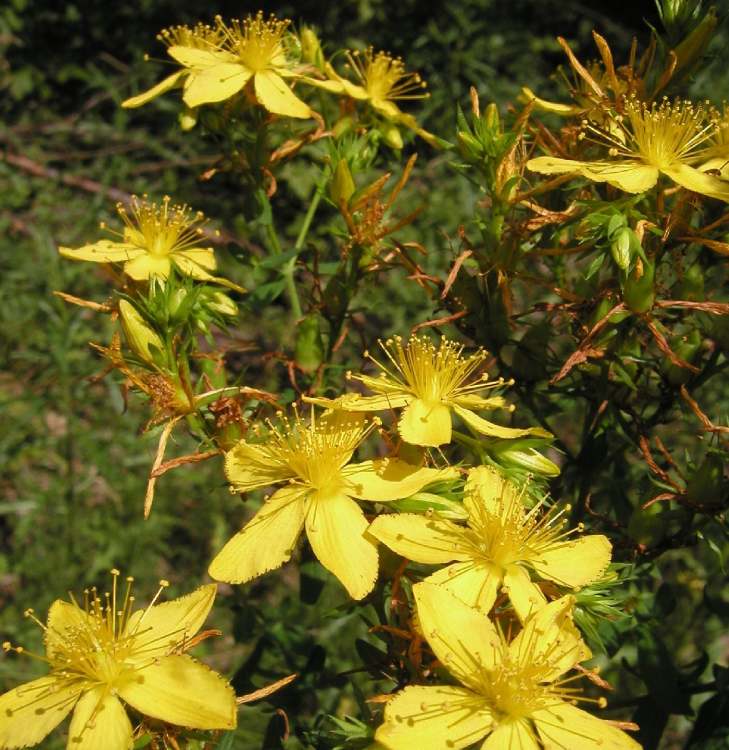 Blüten die sich in die Welt hinaus strecken (Bitte hier klicken um dieses Bild in seiner vollen Größe zu betrachten)