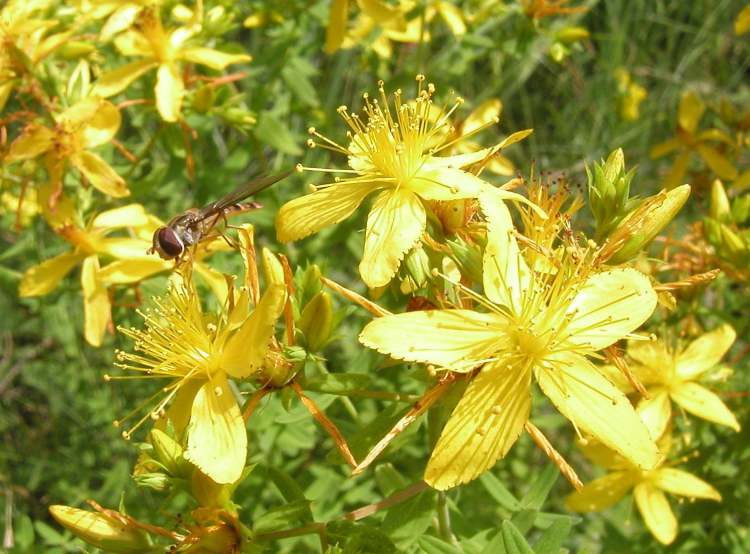 eine kleine Wespe auf gelben Blüten (Bitte hier klicken um dieses Bild in seiner vollen Größe zu betrachten)