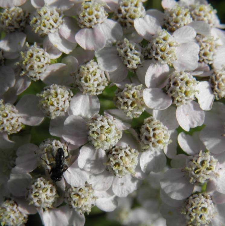 Insekt auf Blüten (Bitte hier klicken um dieses Bild in seiner vollen Größe zu betrachten)