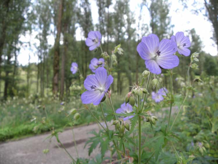 Blüten am Wegesrand (Bitte hier klicken um dieses Bild in seiner vollen Größe zu betrachten)