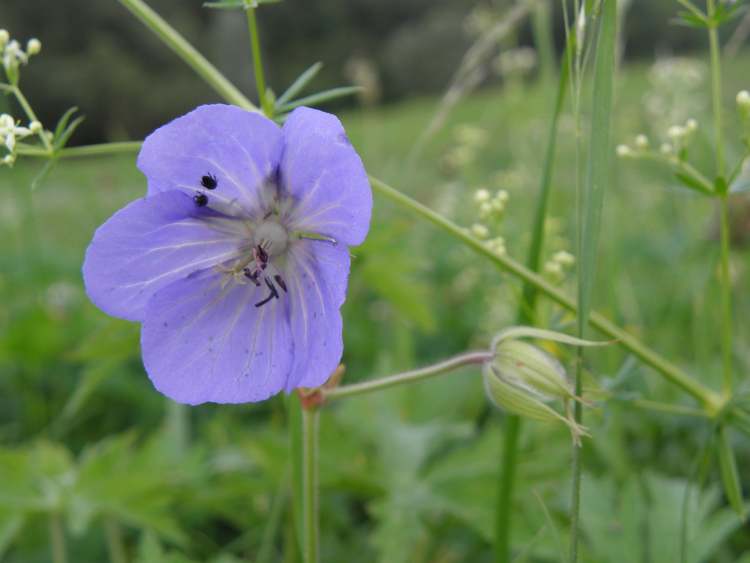 Storchenschnabelblüte (Bitte hier klicken um dieses Bild in seiner vollen Größe zu betrachten)