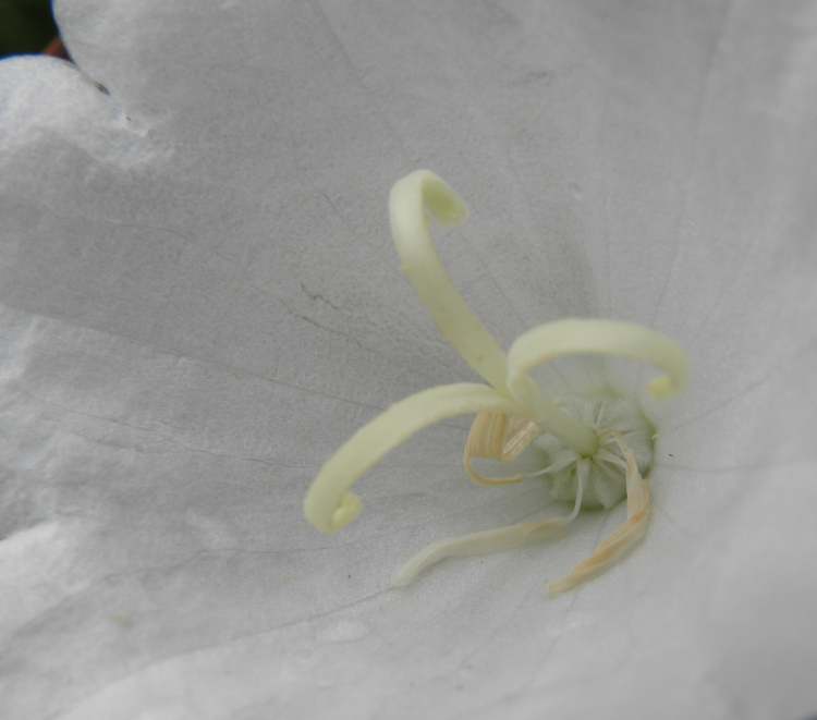 aus der weißen Blüte geboren (Bitte hier klicken um dieses Bild in seiner vollen Größe zu betrachten)