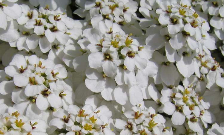 weiße Blütenansammlung (Bitte hier klicken um dieses Bild in seiner vollen Größe zu betrachten)