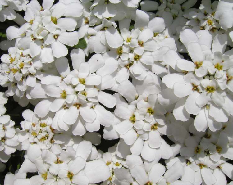 weißes Blütenmeer (Bitte hier klicken um dieses Bild in seiner vollen Größe zu betrachten)