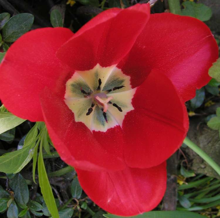 rote Tulpenblüte (Bitte hier klicken um dieses Bild in seiner vollen Größe zu betrachten)