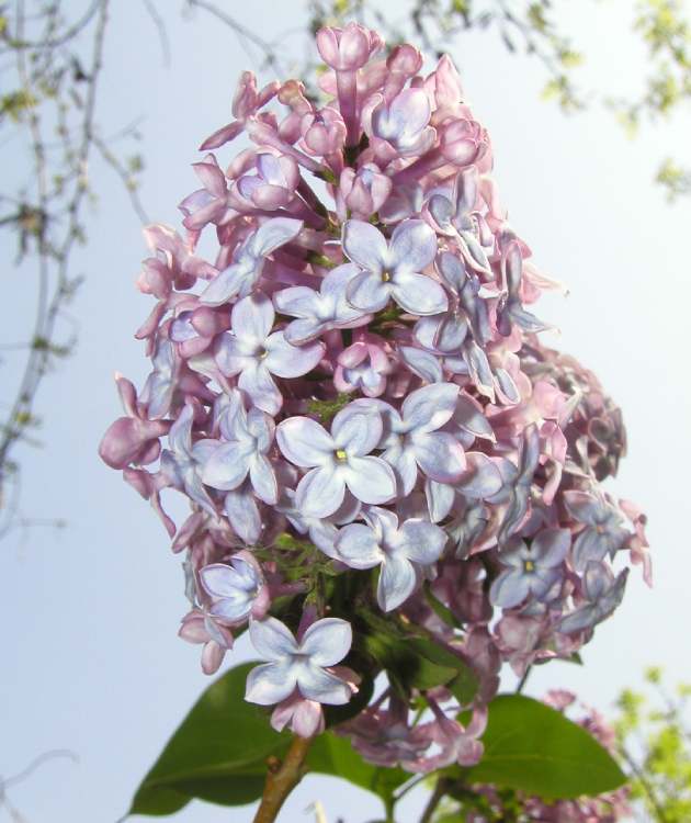 Blüten des Flieders (Bitte hier klicken um dieses Bild in seiner vollen Größe zu betrachten)
