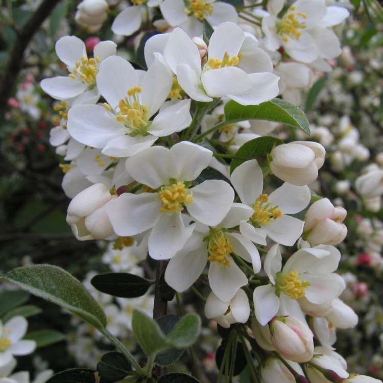 Blüten am Frühlingsbaum (Bitte hier klicken um dieses Bild in seiner vollen Größe zu betrachten)