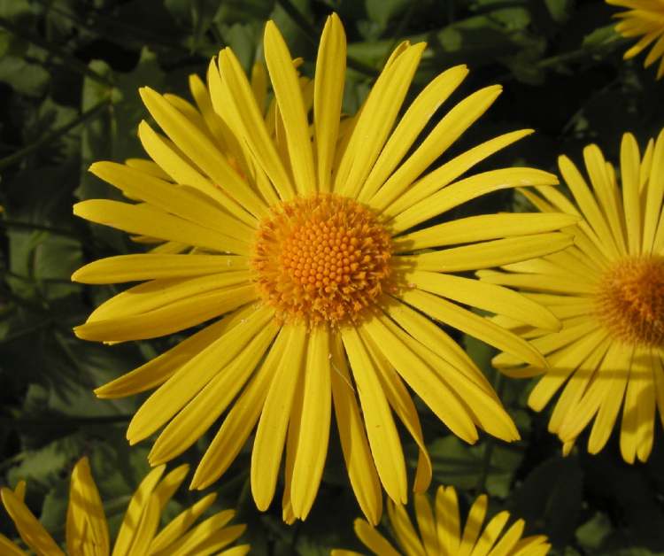 Färberkamille Blüte (Bitte hier klicken um dieses Bild in seiner vollen Größe zu betrachten)