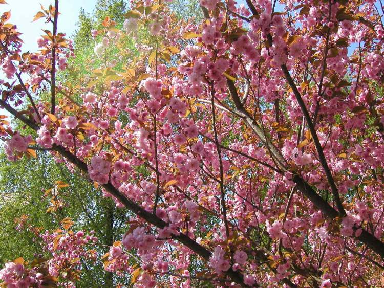 Japanischer Kirschblütenbaum (Bitte hier klicken um dieses Bild in seiner vollen Größe zu betrachten)