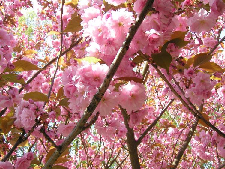 Kirschblütenbaum (Bitte hier klicken um dieses Bild in seiner vollen Größe zu betrachten)