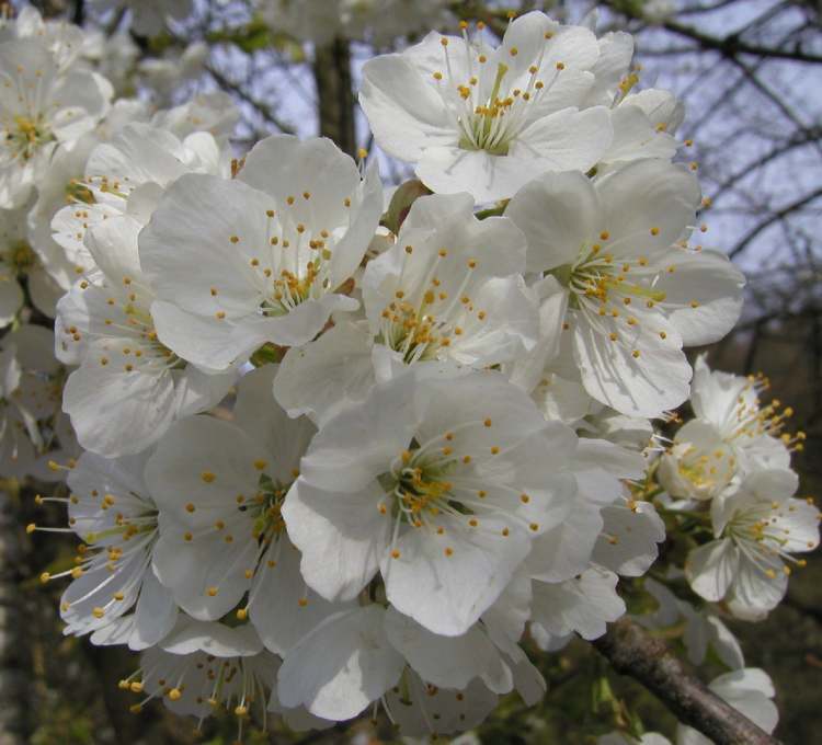 Baumblüten im Frühjahrslicht (Bitte hier klicken um dieses Bild in seiner vollen Größe zu betrachten)