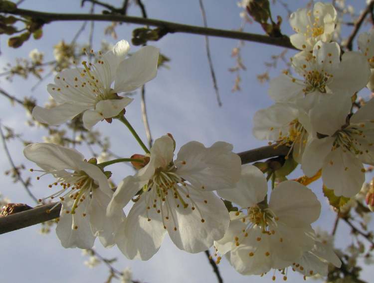 im Frühling (Bitte hier klicken um dieses Bild in seiner vollen Größe zu betrachten)