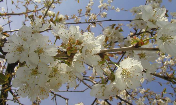 im Frühling am Baum (Bitte hier klicken um dieses Bild in seiner vollen Größe zu betrachten)