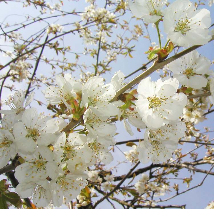 Blüten im Frühjahrslicht (Bitte hier klicken um dieses Bild in seiner vollen Größe zu betrachten)