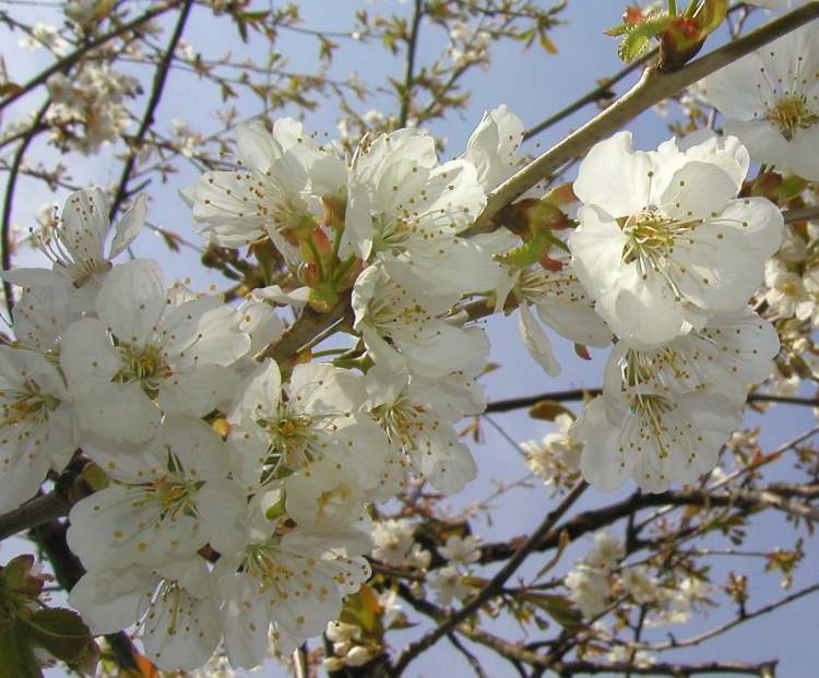 Baum in Blüten (Bitte hier klicken um dieses Bild in seiner vollen Größe zu betrachten)