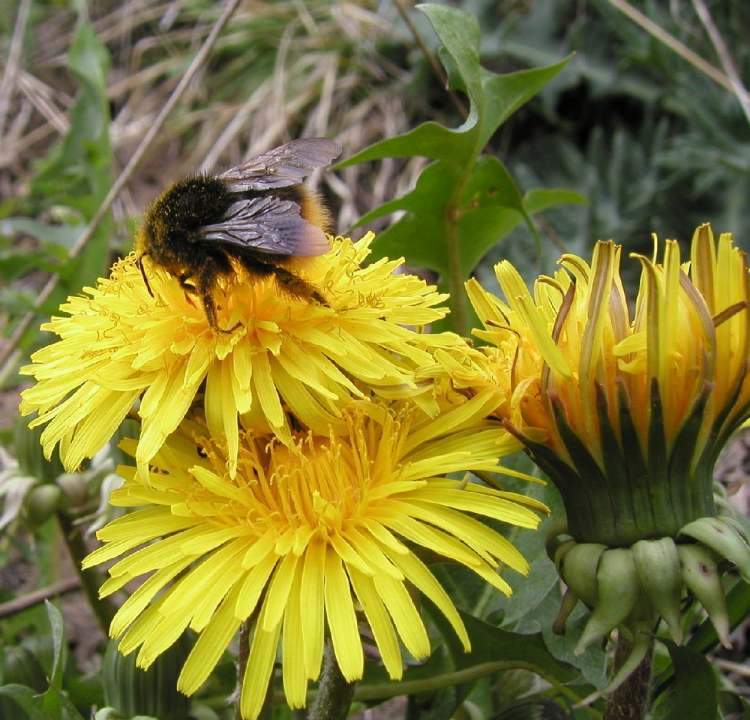 Löwenzahn mit nettem Bienchen (Bitte hier klicken um dieses Bild in seiner vollen Größe zu betrachten)