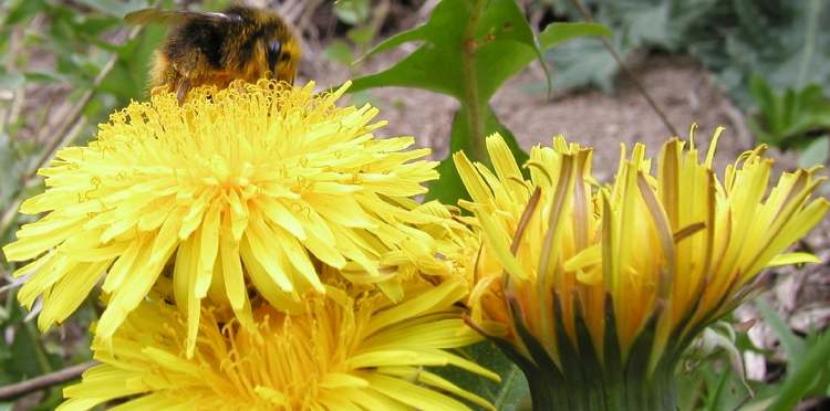 Löwenzahn Blüten (Bitte hier klicken um dieses Bild in seiner vollen Größe zu betrachten)