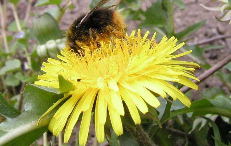 Löwenzahn Blüte mit Blütenstaub Biene (Bitte hier klicken um dieses Bild in seiner vollen Größe zu betrachten)