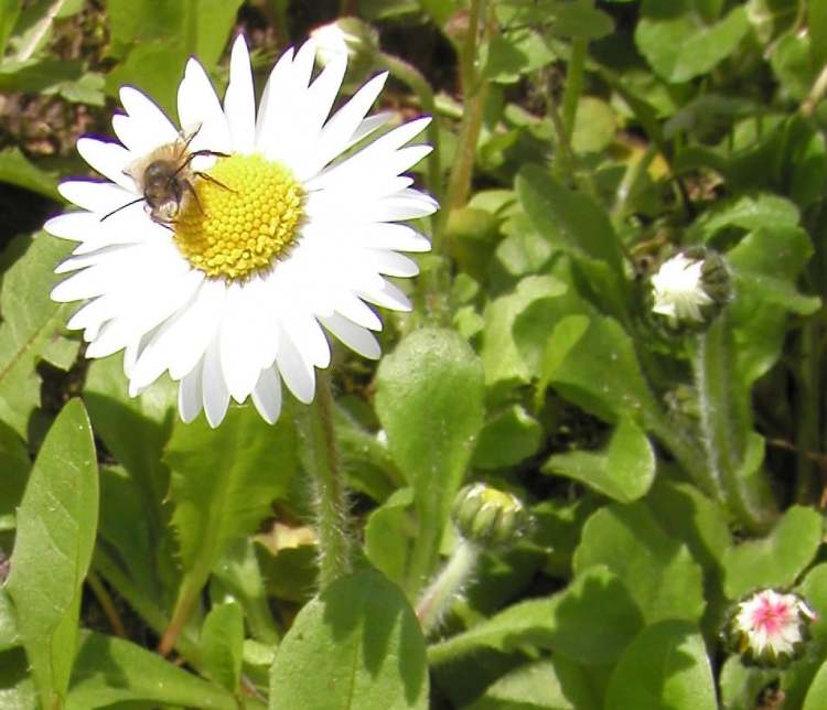 Alpenmaßliebchen Blüte mit Biene (Bitte hier klicken um dieses Bild in seiner vollen Größe zu betrachten)