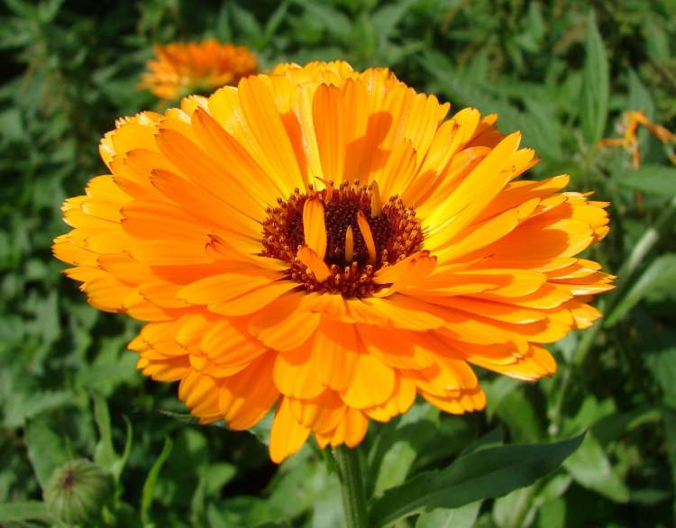 Garten-Ringelblume (Bitte hier klicken um dieses Bild in seiner vollen Größe zu betrachten)