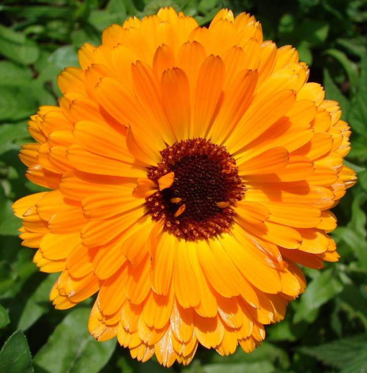 Calendula Ringelblume (Bitte hier klicken um dieses Bild in seiner vollen Größe zu betrachten)