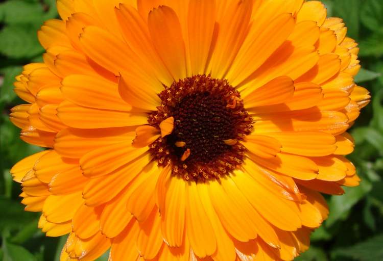 Calendula Ringelblumenblüte (Bitte hier klicken um dieses Bild in seiner vollen Größe zu betrachten)