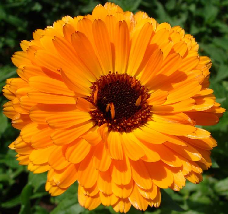 Calendula Ringelblume Blüte (Bitte hier klicken um dieses Bild in seiner vollen Größe zu betrachten)