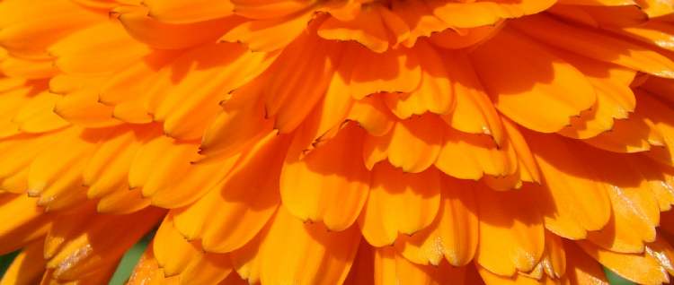 Blütenblätter einer Calendula Ringelblume (Bitte hier klicken um dieses Bild in seiner vollen Größe zu betrachten)