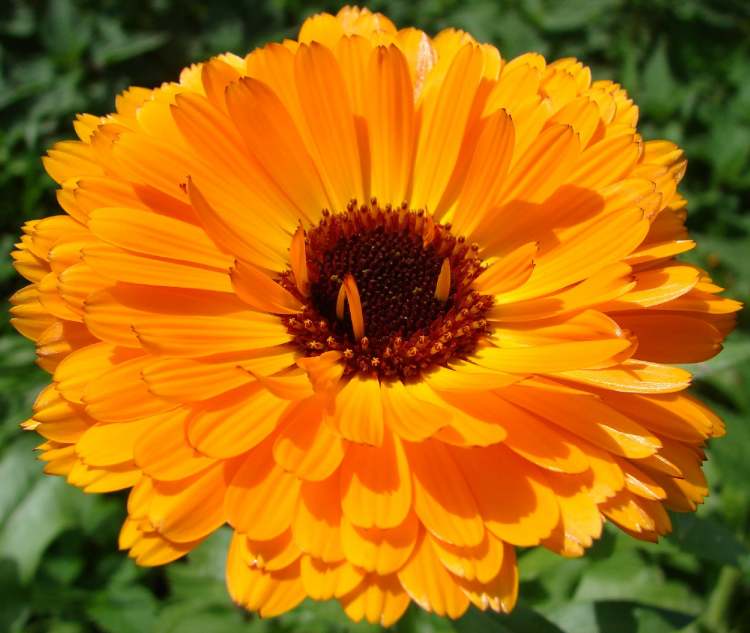Calendula-Ringelblume (Bitte hier klicken um dieses Bild in seiner vollen Größe zu betrachten)