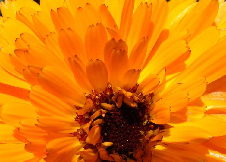 Heilpflanze Calendula (Bitte hier klicken um dieses Bild in seiner vollen Größe zu betrachten)